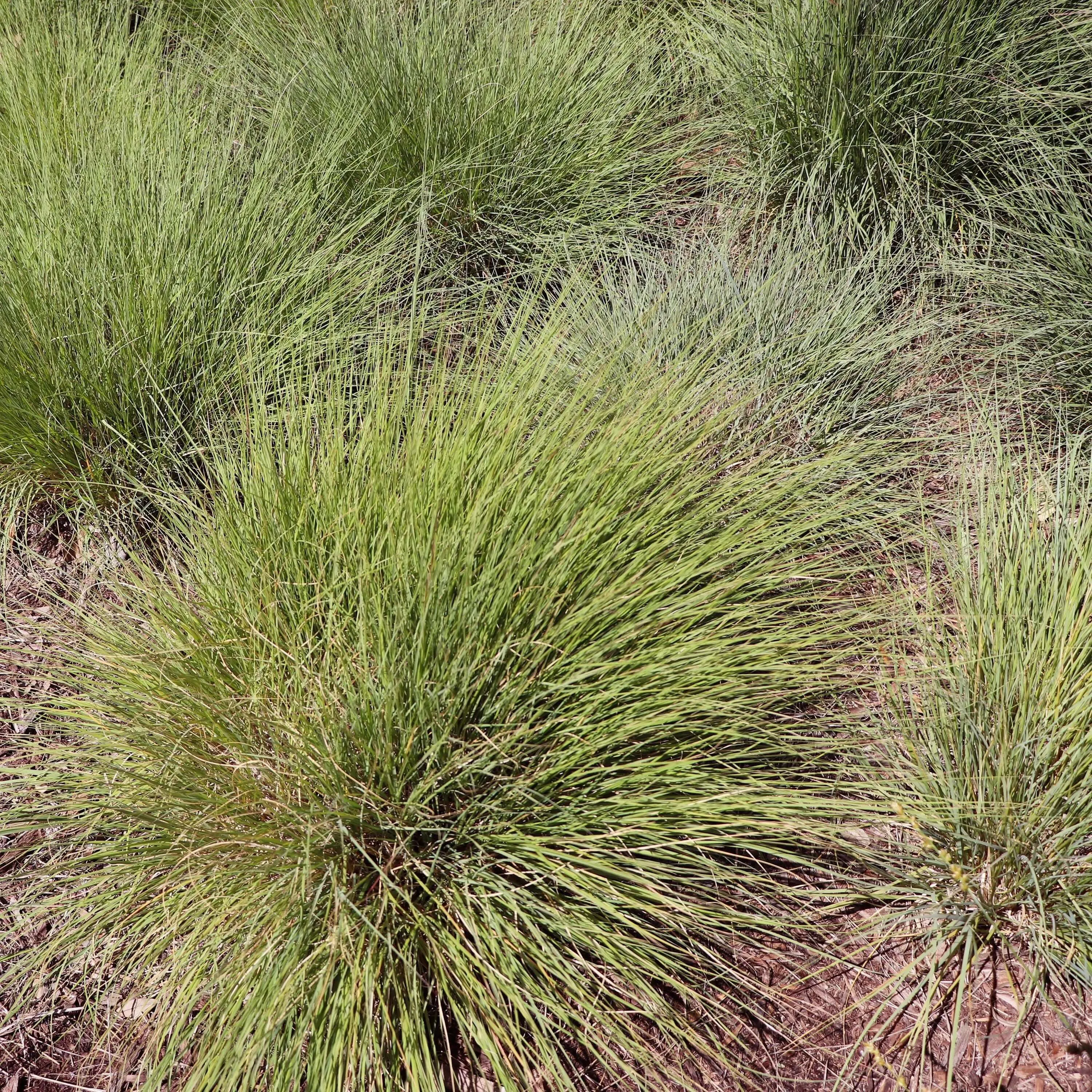 Blonde Ambition Blue Grama Grass