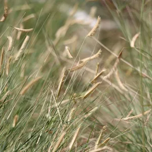 Blonde Ambition Blue Grama Grass