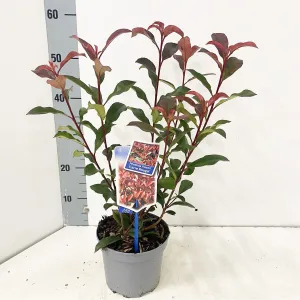 Photinia fraseri Carre Rouge 23cm Pot 80cm Shrub Plant