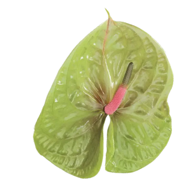 Pistache Green and Pink Anthurium