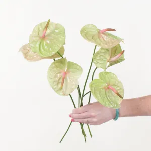 Pistache Green and Pink Anthurium