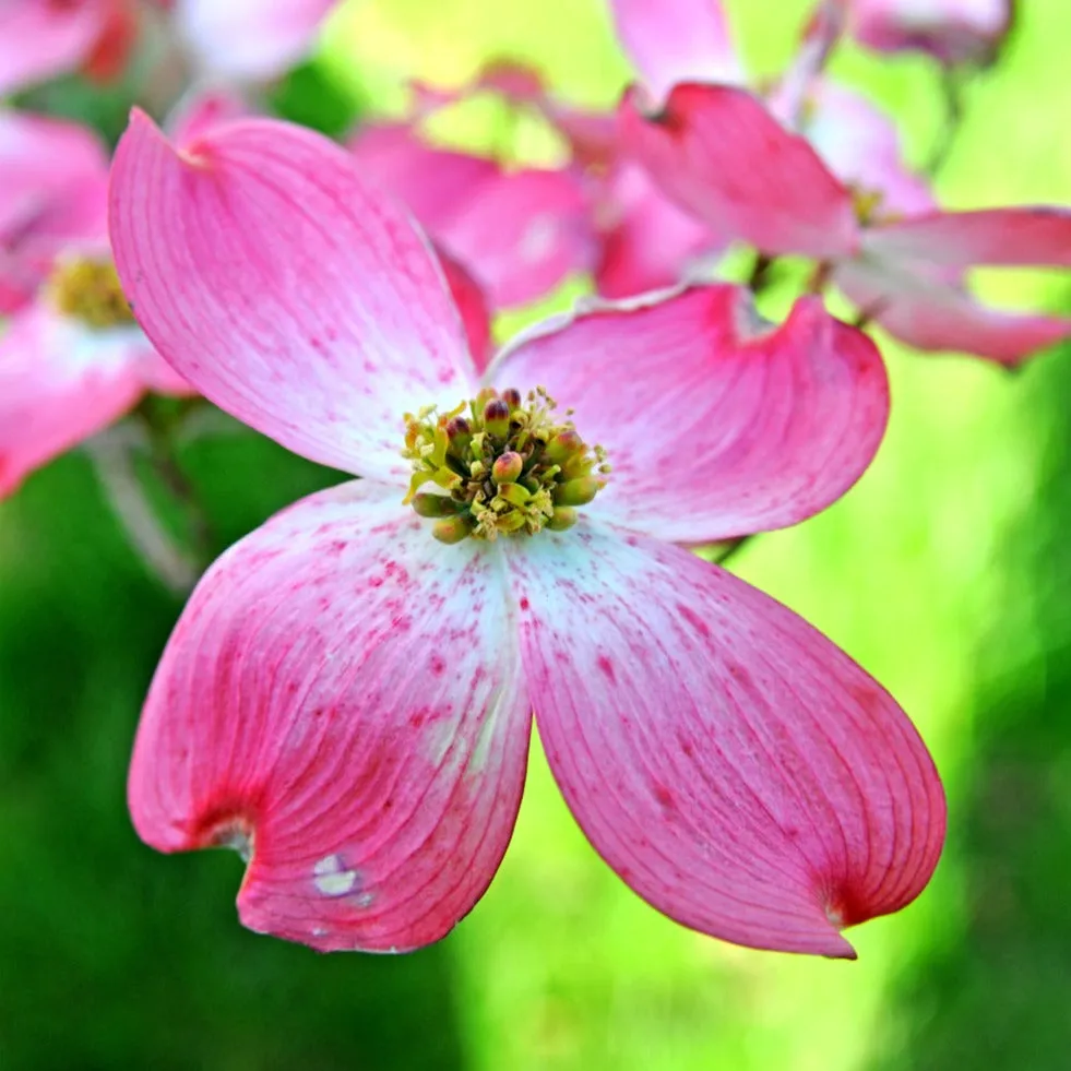 Red Dogwood Tree