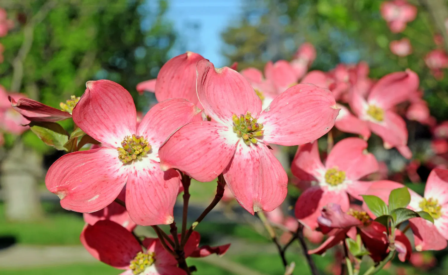 Red Dogwood Tree