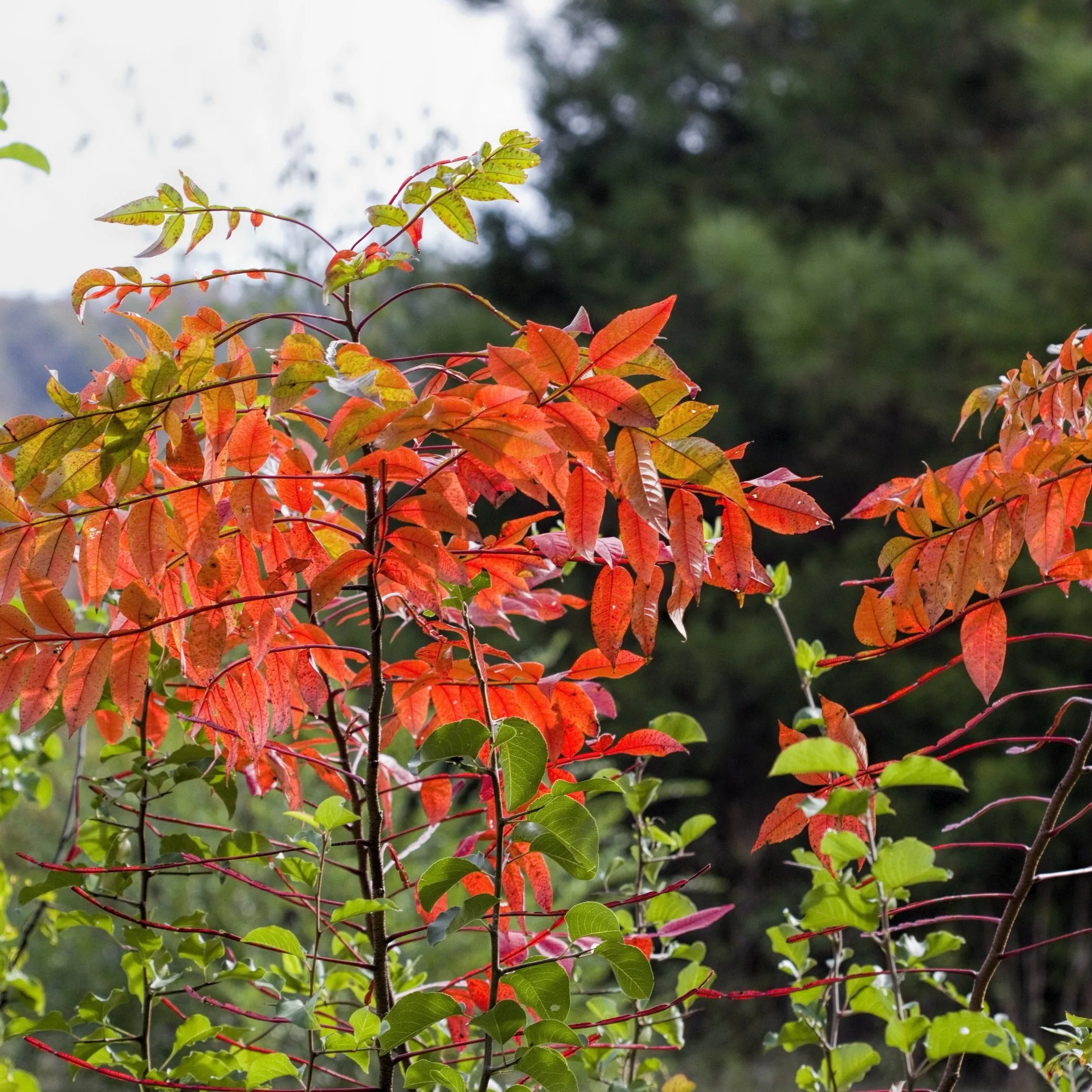 Shining Sumac Tree