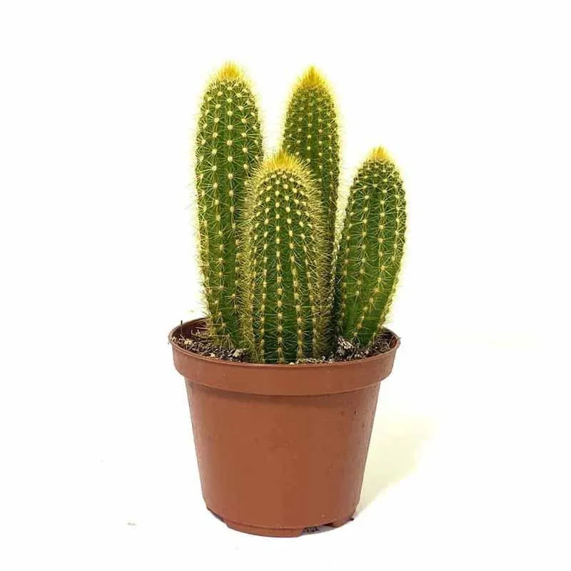 Unleash the Beauty of Your Home with Pilocerus Cactus Plant