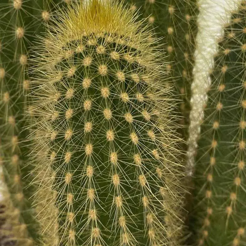 Unleash the Beauty of Your Home with Pilocerus Cactus Plant