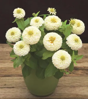 Zinnia Preciosa White Flower Seeds